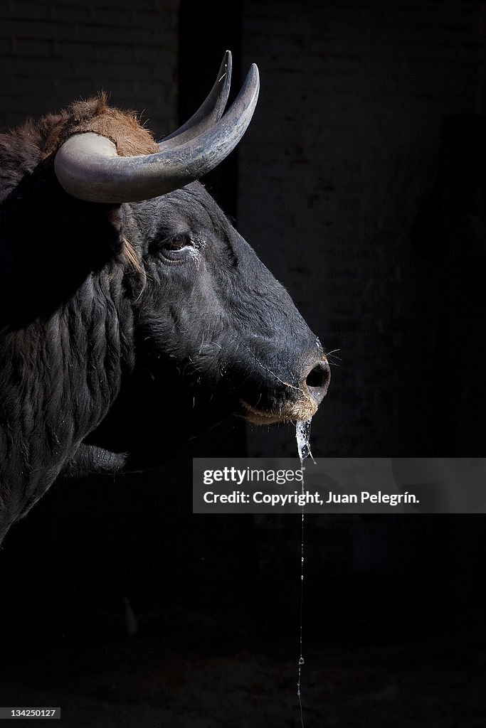 Close up of Bull