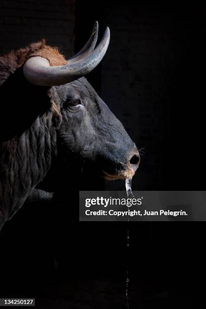 close up of bull - saliva stock pictures, royalty-free photos & images