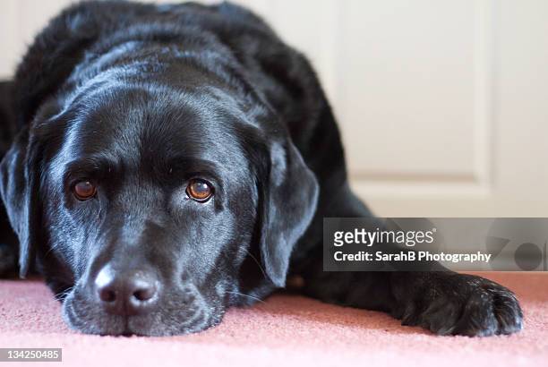 black labrador dog - black lab stock pictures, royalty-free photos & images