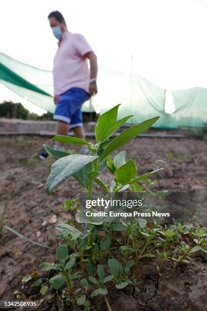 Farmer grows peppers in an orchard, on September 25 in the municipality of Santomera, in the Huerta de Murcia region of Murcia, in Murcia, Region of...