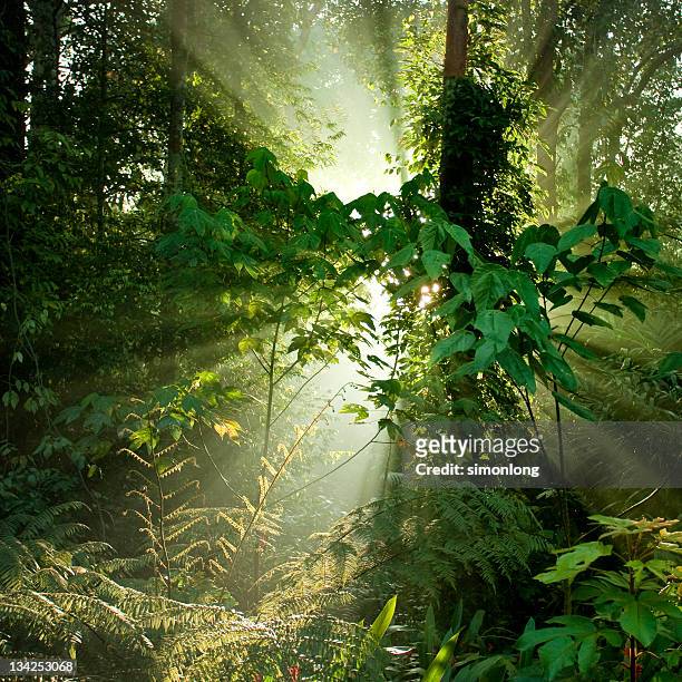 tropical rainforests of borneo - borneo rainforest stock pictures, royalty-free photos & images