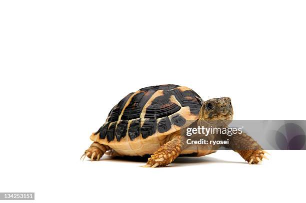 walking turtle - tortoise stock pictures, royalty-free photos & images
