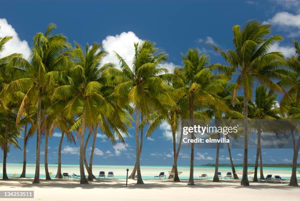 palm trees on white sandy beach in the south pacific - aitutaki stock pictures, royalty-free photos & images