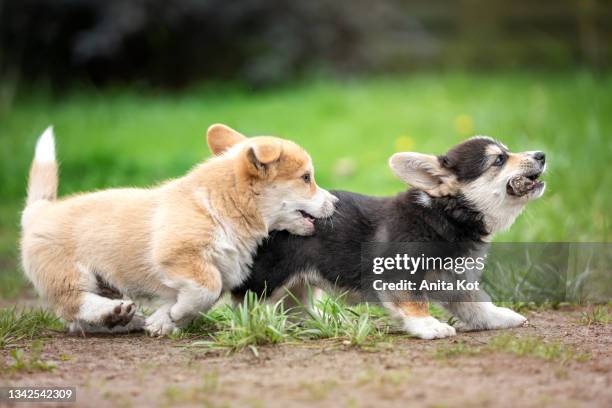 playing puppies - pembroke welsh corgi puppy foto e immagini stock