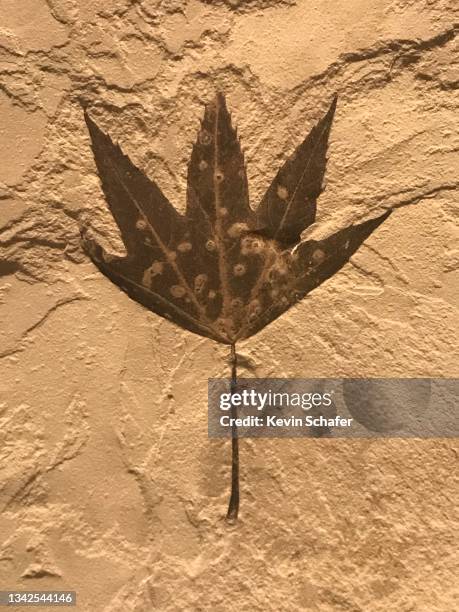 Tree Fossil Photos and Premium High Res Pictures - Getty Images