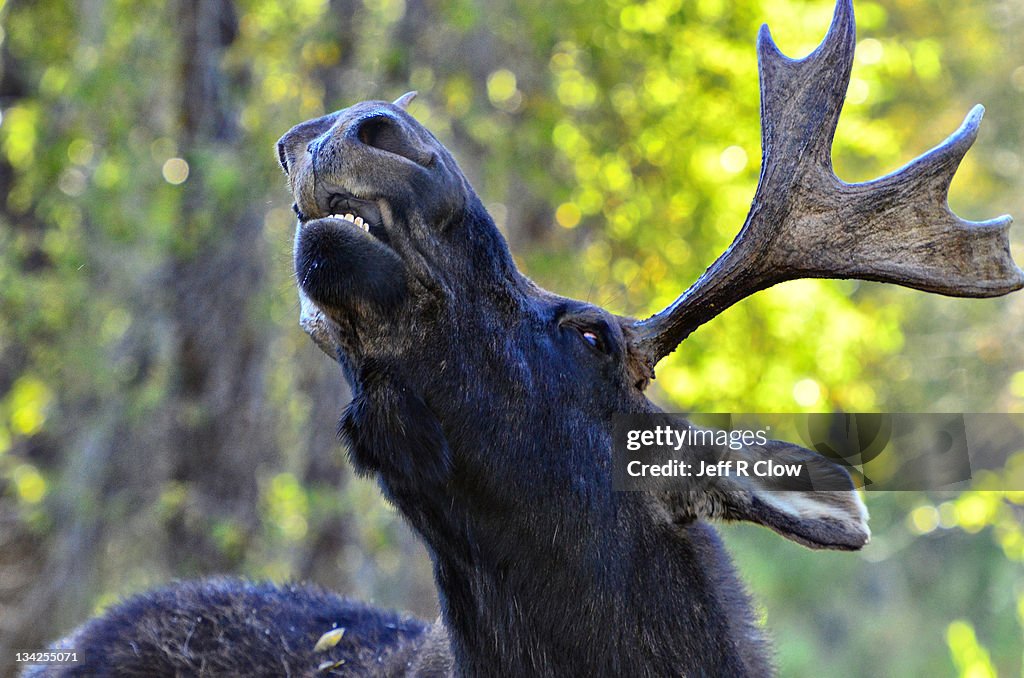 Wild moose at closeup
