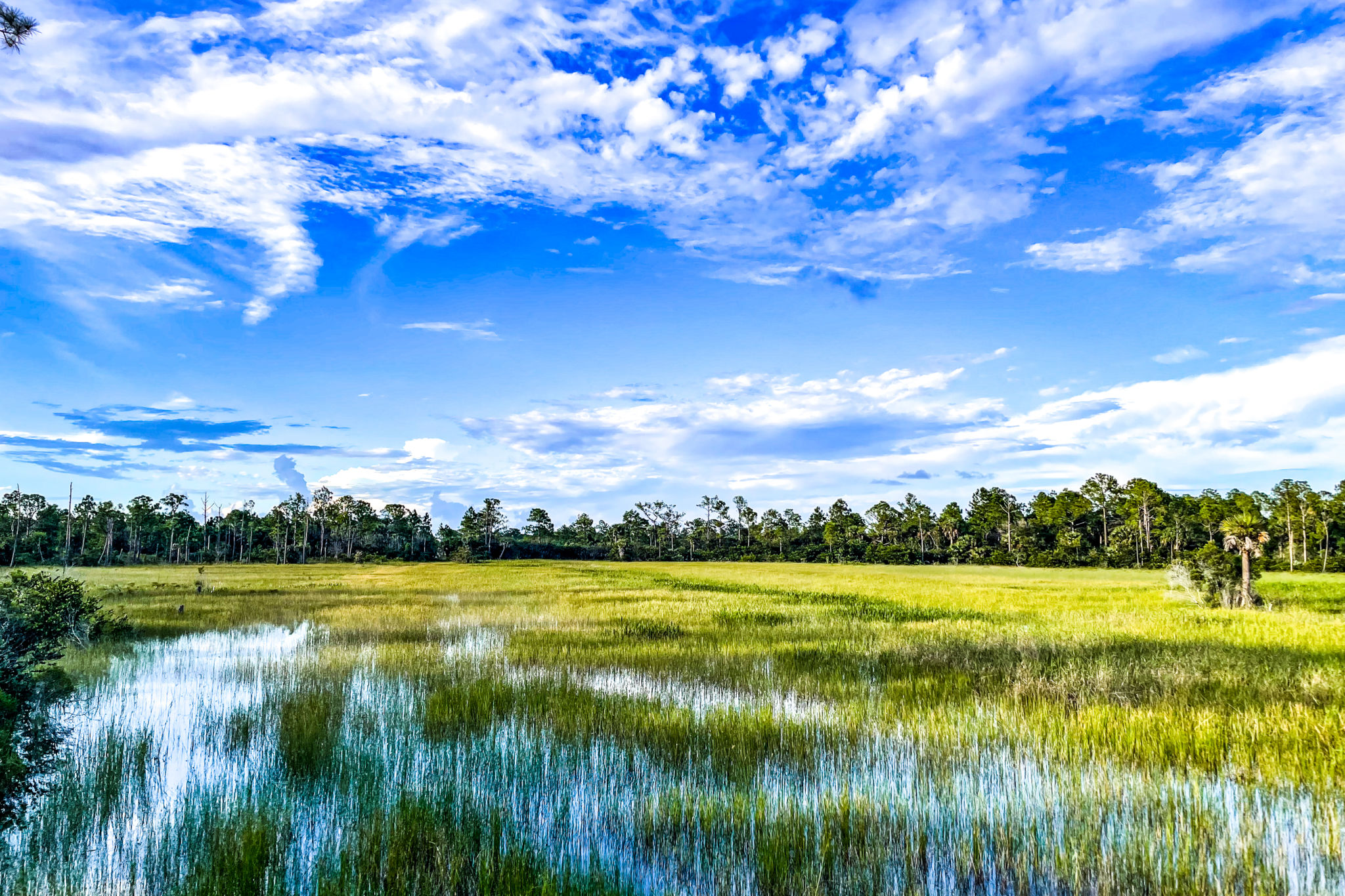 southeast grass