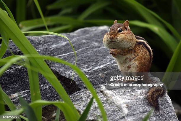 chipmunk - chipmunk stock pictures, royalty-free photos & images