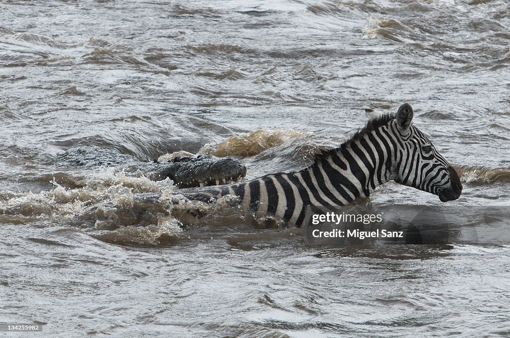 Nile crocodile attacking zebra in Mara River