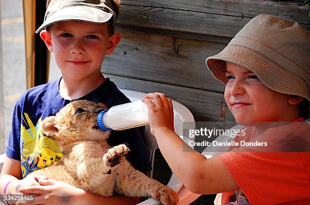 bottle feeding lion cub - cub stock pictures, royalty-free photos & images