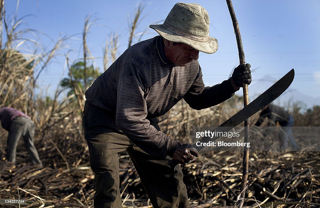 General Imagery From Sugar Cane Harvest