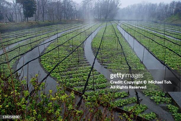 daio wasabi farm - wasabi stock pictures, royalty-free photos & images