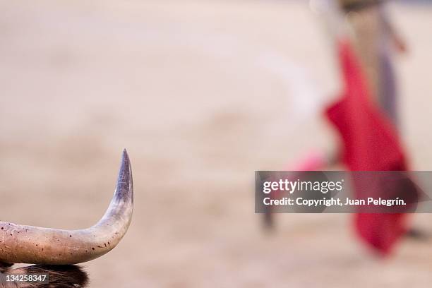 horn of bull - corrida de touros imagens e fotografias de stock