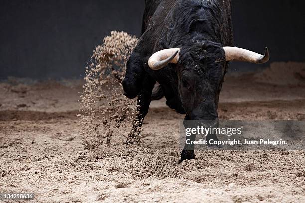 bull pens scratching in sales - bull stock pictures, royalty-free photos & images