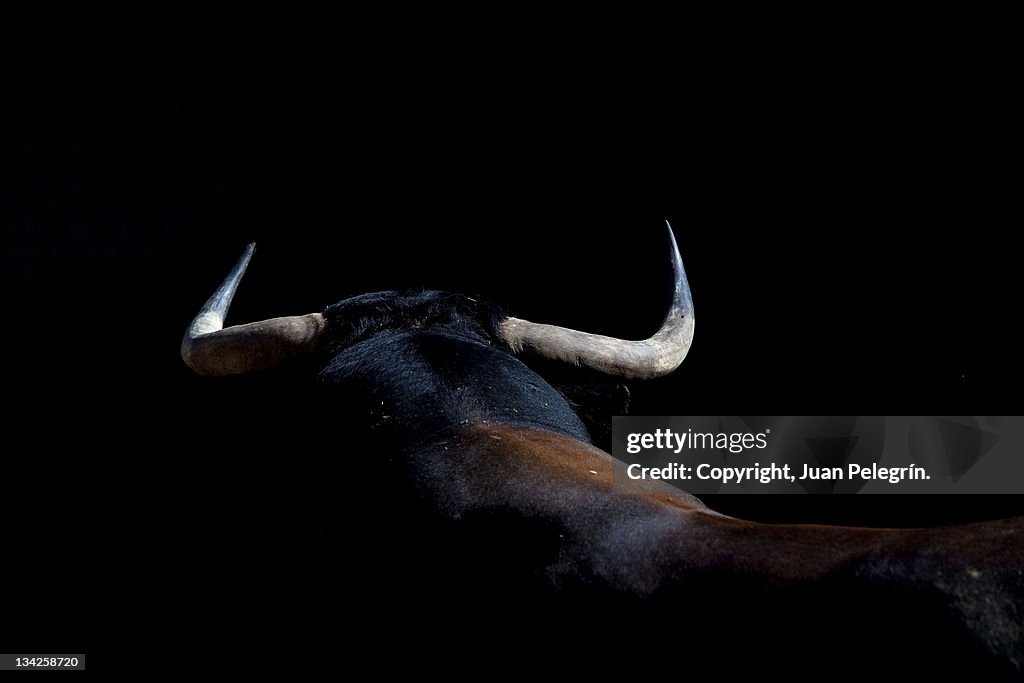 Bull of Conde de la Maza in pens sales.