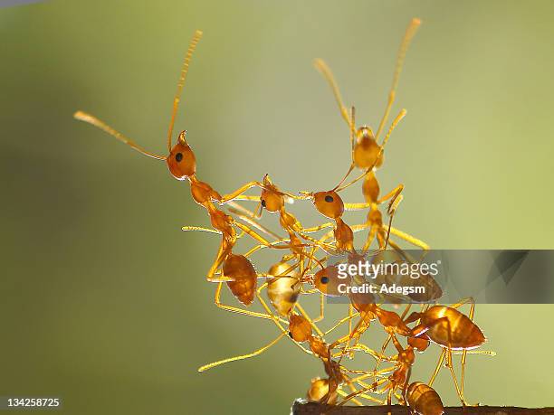 ants - animal teamwork stockfoto's en -beelden
