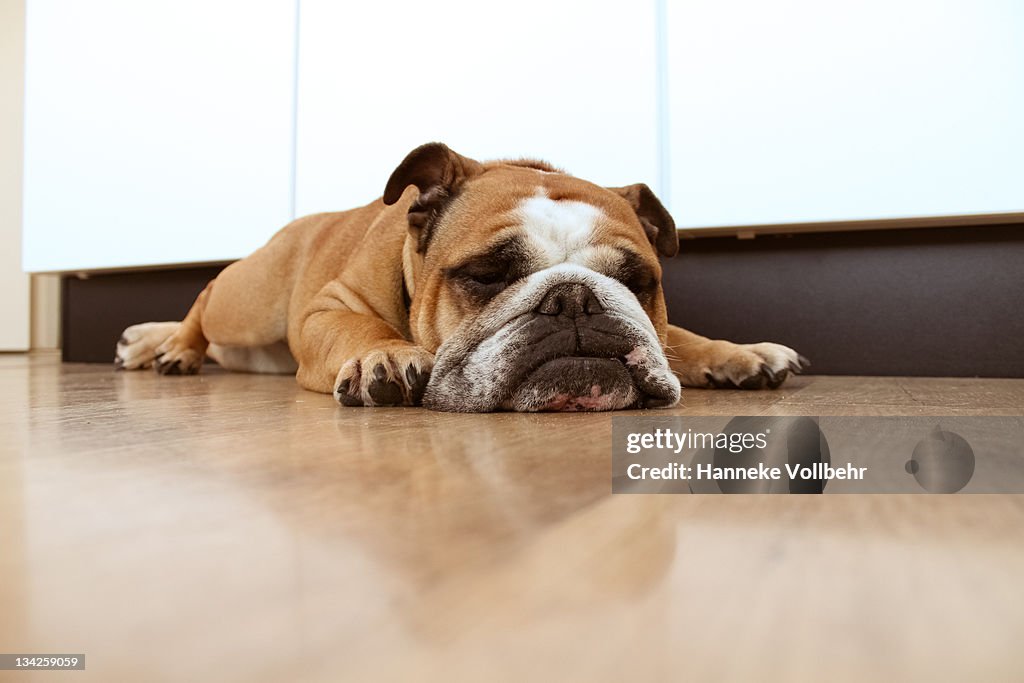 English bulldog sleeping