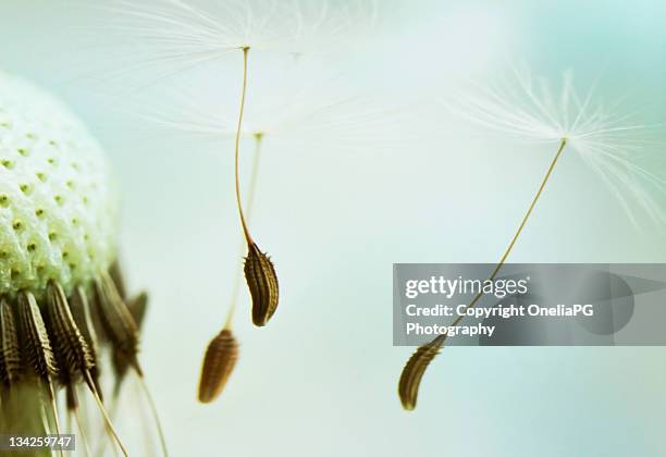 dandelion seeds - p&g stock pictures, royalty-free photos & images