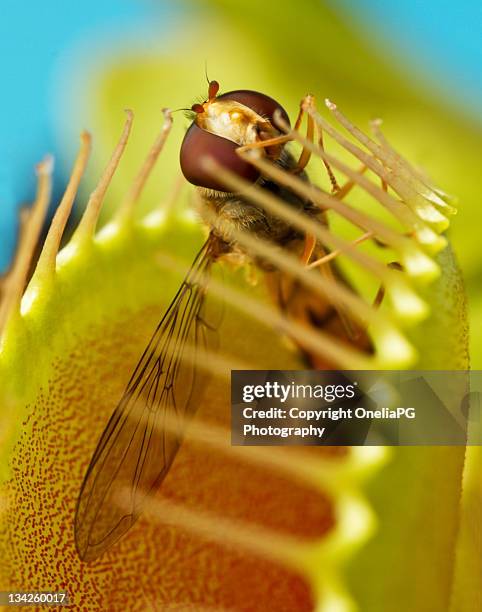 venus flytrap - p&g stock pictures, royalty-free photos & images