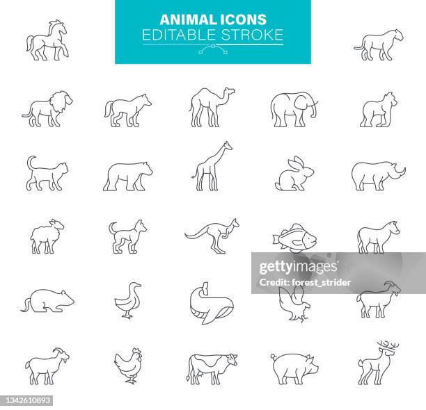 bearbeitbare striche für tiersymbole. enthält solche symbole hund, katze, bär, maus, schaf, fuchs, kaninchen, giraffe, elefant - cat icon stock-grafiken, -clipart, -cartoons und -symbole