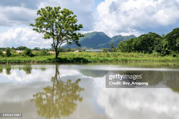 view of a lone tree reflection on the standing pool. - single tree branch stock pictures, royalty-free photos & images