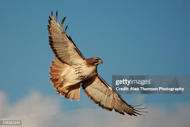 red tailed hawk soaring - halcón fotografías e imágenes de stock