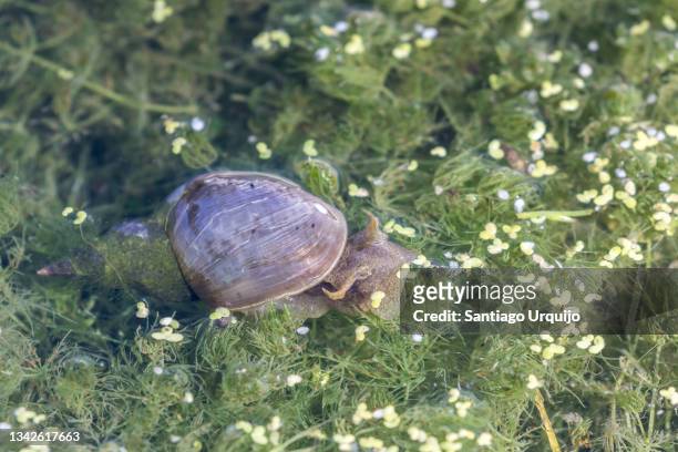close-up of a great pond snail (lymnaea stagnalis) - pond snail stock pictures, royalty-free photos & images