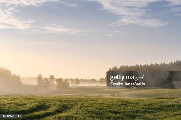 morgen über wald und wiese landschaft und natur in schweden - forest scandinavia stock-fotos und bilder