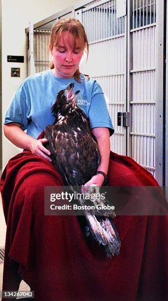 Wildlife Rvt 51 Tufts Veterinary School Stock Photos, High-Res Pictures, and Images ...
