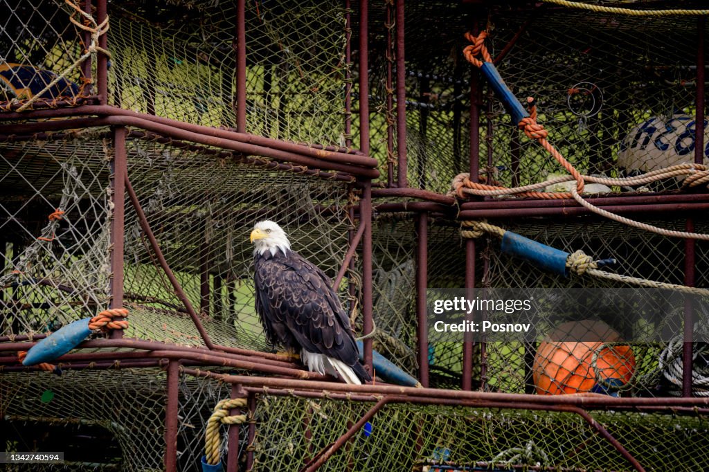 Bald eagle sitting on top of King crab fishing pots