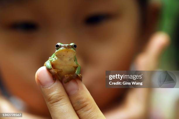 haustier liebe - frosch stock-fotos und bilder