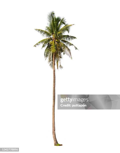 coconut palm tree isolated  on white background with clipping path - palmenblätter stock-fotos und bilder