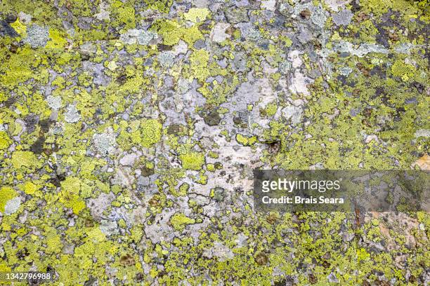 granite rock covered with lichens - moss imagens e fotografias de stock