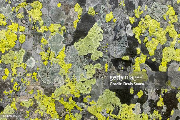 granite rock covered with lichens - lachen stock pictures, royalty-free photos & images
