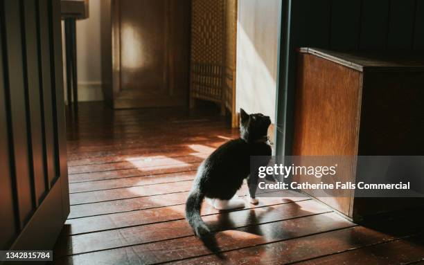 a young black cat looks up before he leaps onto a box - wooden floor low angle stock pictures, royalty-free photos & images