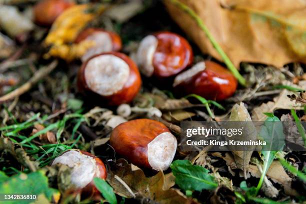 horse chestnuts - horse chestnut imagens e fotografias de stock