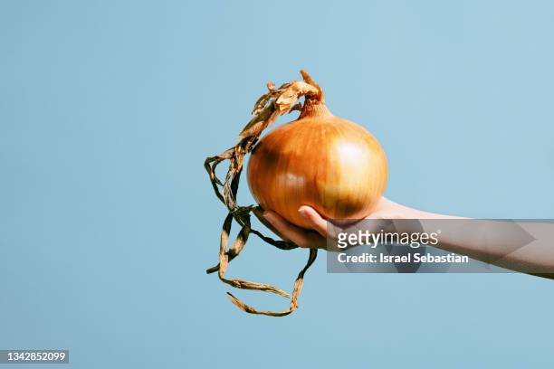 close up image of an unrecognizable young girl's  hand holding a giant onion on blue background. raw sweet white onion. - zwiebel stock-fotos und bilder
