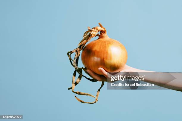 close up image of an unrecognizable young girl's  hand holding a giant onion on blue background. raw sweet white onion. - cipolla foto e immagini stock