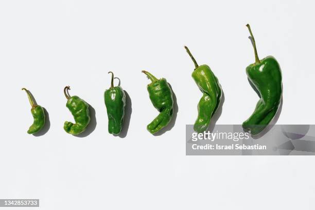 top view of a bunch of bright green peppers on white background placed from smallest to largest. - groene paprika stockfoto's en -beelden