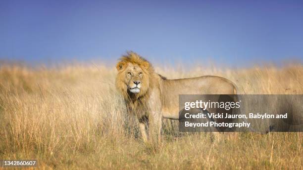 stunning male lion looking toward camera in golden sunlight at maasai mara, kenya - löwe großkatze stock-fotos und bilder