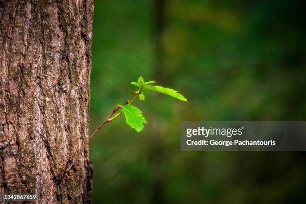 small brunch sprouting from a tree trunk - jungle tree bildbanksfoton och bilder