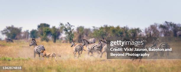 motion blur of cheetah taking down a zebra at maasai mara, kenya - zebra herd running stock pictures, royalty-free photos & images