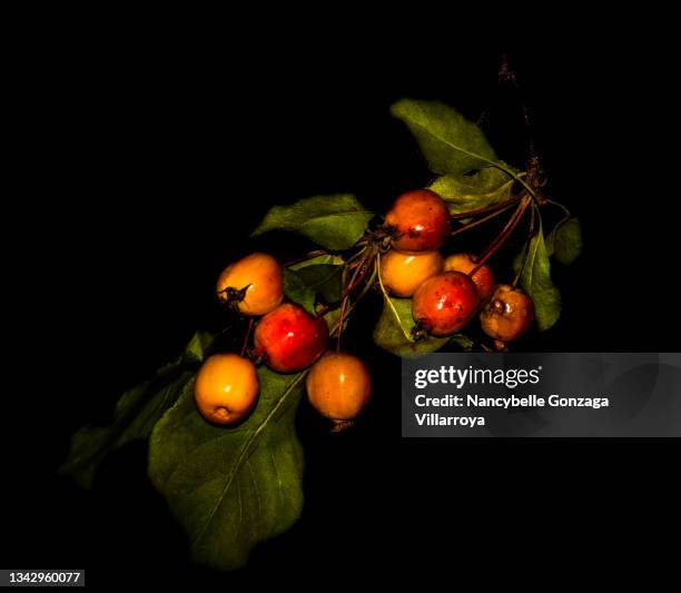wilted twig of crabapples on black background - fruit decay stockfoto's en -beelden