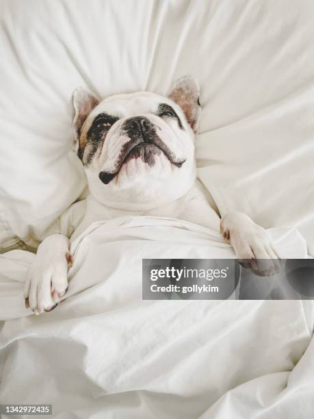 französische bulldogge schläft auf menschlichem bett - hund nicht mensch stock-fotos und bilder
