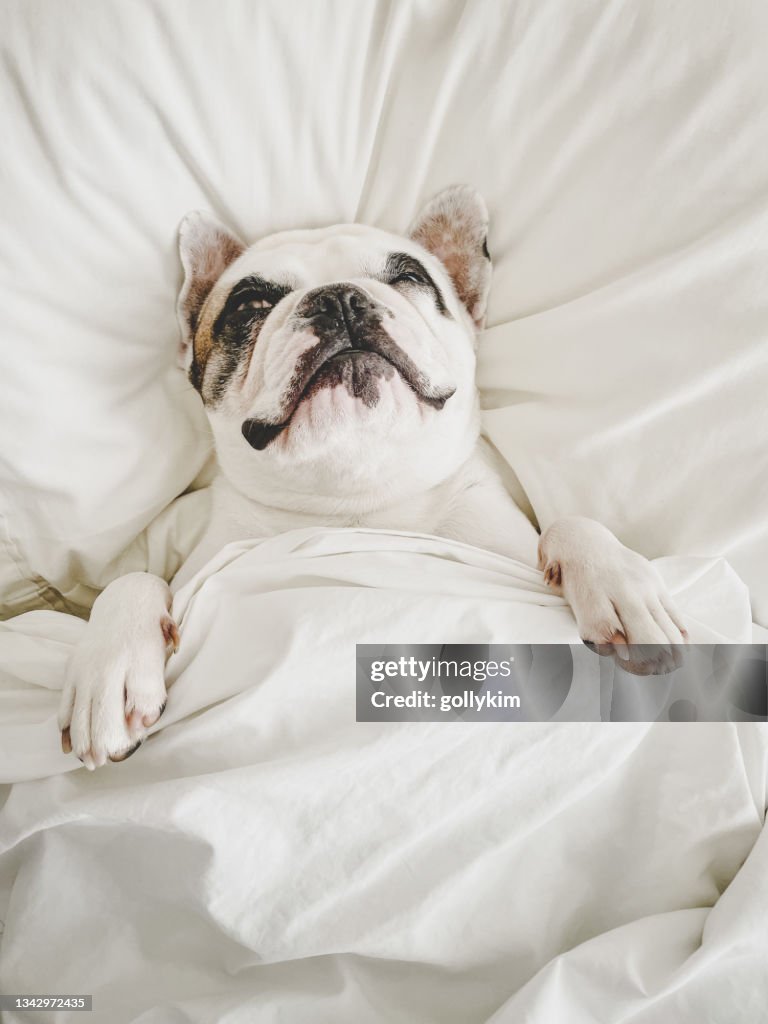 French Bulldog sleeping on human bed