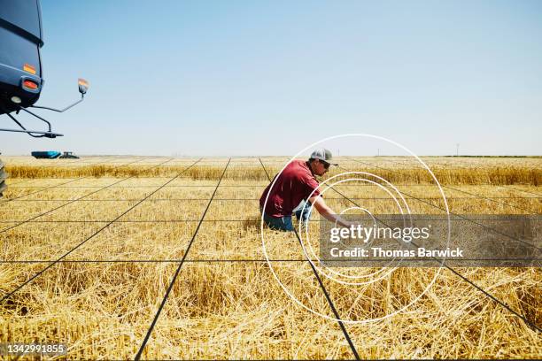 wide shot of farmer kneeling in wheat field inspecting results of cut during harvest with grid illustration overlay - create and cultivate stock-fotos und bilder