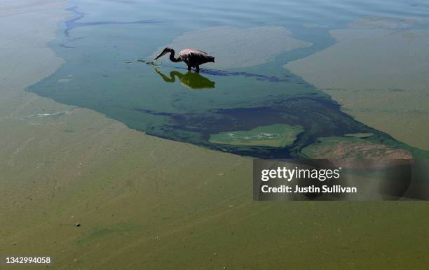 Heron walks through blooms of cyanobacteria, also called blue-green algae, in Clear Lake at Redbud Park on September 26, 2021 in Clearlake,...