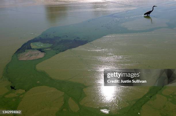 Heron walks through blooms of cyanobacteria, also called blue-green algae, in Clear Lake at Redbud Park on September 26, 2021 in Clearlake,...