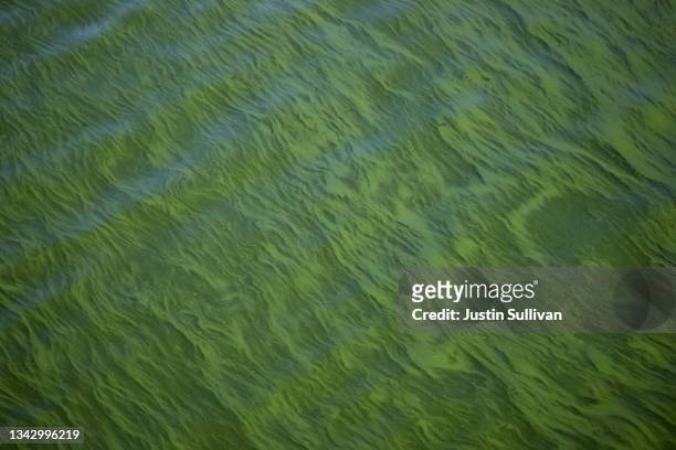 Blooms of cyanobacteria, also called blue-green algae, turn the water green in Clear Lake at Redbud Park on September 26, 2021 in Clearlake,...