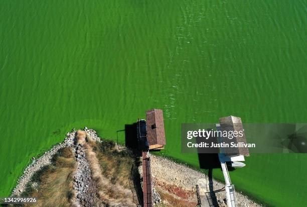 In an aerial view, blooms of cyanobacteria, also called blue-green algae, turn the water green in Clear Lake on September 26, 2021 in Lower Lake,...